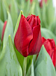 X 100 TULIPA DYNAMO 12/+