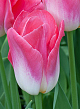 X 100 TULIPA DYNASTY 11/12