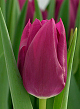 X 100 TULIPA EMBRACE 12/+