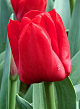 X 100 TULIPA ESCAPE 11/12
