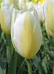 X 100 TULIPA FRANCOISE 11/12