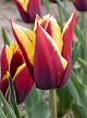 X 100 TULIPA GAVOTA 11/12