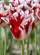 X 100 TULIPA GRAND PERFECTION 11/12