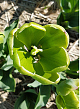 X 100 TULIPA GREEN POWER 10/11