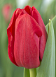X 100 TULIPA HEARTBREAKER 12/+