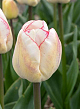 X 100 TULIPA HUGS AND KISSES 12/+