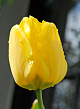 X 100 TULIPA JAN VAN NES 12/+