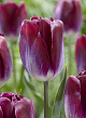X 100 TULIPA KANSAS PROUD 11/12