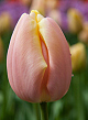 X 100 TULIPA MANGO CHARM 11/12