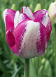 X 100 TULIPA MATA HARI 11/12