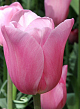 X 100 TULIPA MISTRESS 11/12