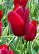 X 100 TULIPA NATIONAL VELVET 11/12
