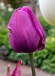 X 100 TULIPA NEGRITA 11/12