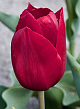 X 100 TULIPA PALLADA 12/+