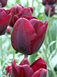 X 100 TULIPA RONALDO 12/+
