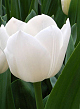 X 100 TULIPA ROYAL VIRGIN 11/12