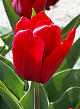 X 100 TULIPA SEADOV 11/12
