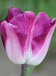 X 100 TULIPA SHIUN 11/12