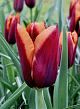 X 100 TULIPA SLAWA 11/12