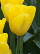 X 100 TULIPA STRONG GOLD 11/12