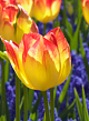 X 100 TULIPA SUNCATCHER 11/12