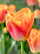 X 100 TULIPA SUNRISE DYNASTY 12/+