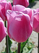 X 100 TULIPA SYNAEDA AMOR 11/12