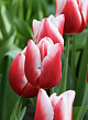 X 100 TULIPA UNIVERSUM 11/12