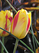 X 100 TULIPA WASHINGTON 11/12