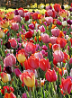 X 100 TULIPA TRIUMPH MIX 11/12