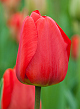 X 100 TULIPA APELDOORN 11/12