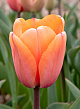 X 100 TULIPA APRICOT IMPRESSION 12/+