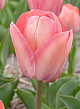 X 100 TULIPA APRICOT PRIDE 12/+