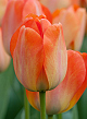 X 100 TULIPA DAYDREAM 12/+