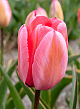 X 100 TULIPA DESIGN IMPRESSION 11/12