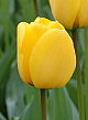 X 100 TULIPA GOLDEN OXFORD 12/+