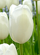 X 100 TULIPA HAKUUN 12/+