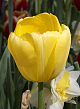 X 100 TULIPA NOVI SUN 11/12