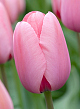 X 100 TULIPA PINK IMPRESSION 12/+