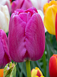 X 100 TULIPA PURPLE PRIDE 11/12