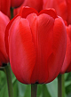 X 100 TULIPA RED IMPRESSION 12/+