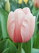 X 100 TULIPA SALMON IMPRESSION 11/12