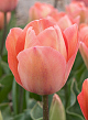X 100 TULIPA SALMON VAN EIJK 11/12