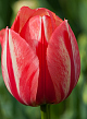 X 100 TULIPA SPRYNG BREAK 12/+