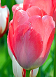 X 100 TULIPA VAN EIJK 11/12