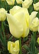X 100 TULIPA WORLD FRIENDSHIP 11/12