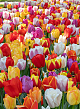 X 100 TULIPA DARWIN HYBRIDE MIX 12/+