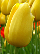 X 100 TULIPA BIG SMILE 12/+