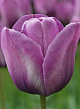 X 100 TULIPA BLEU AIMABLE 12/+