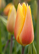 X 100 TULIPA BLUSHING LADY 11/12